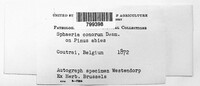 Diaporthe eres image